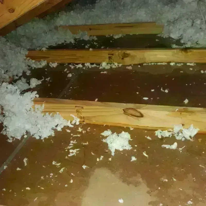 Attic Water Damage in Selmont-West Selmont, AL